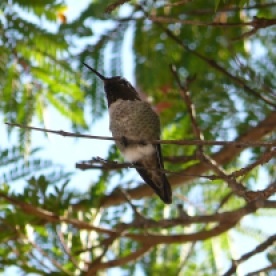 Balboa Park Hummingbird
