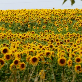 Sunflowers in France